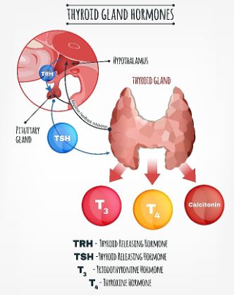 Diabetes Endocrine Treatment Specialists